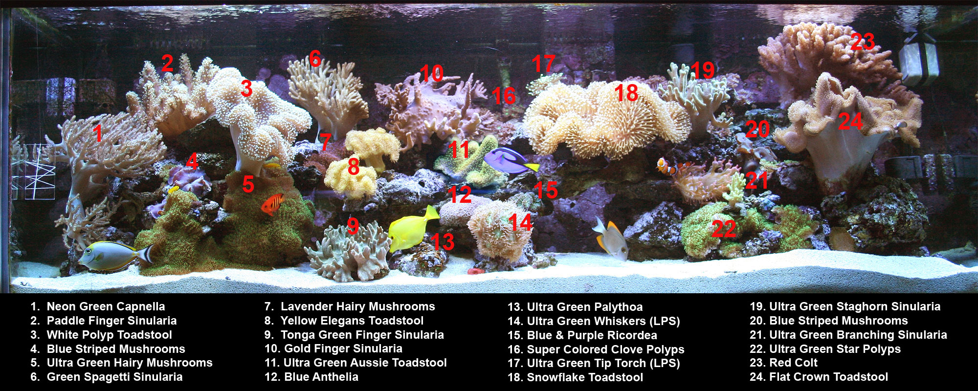 180g 2012 2000Px BCORALS