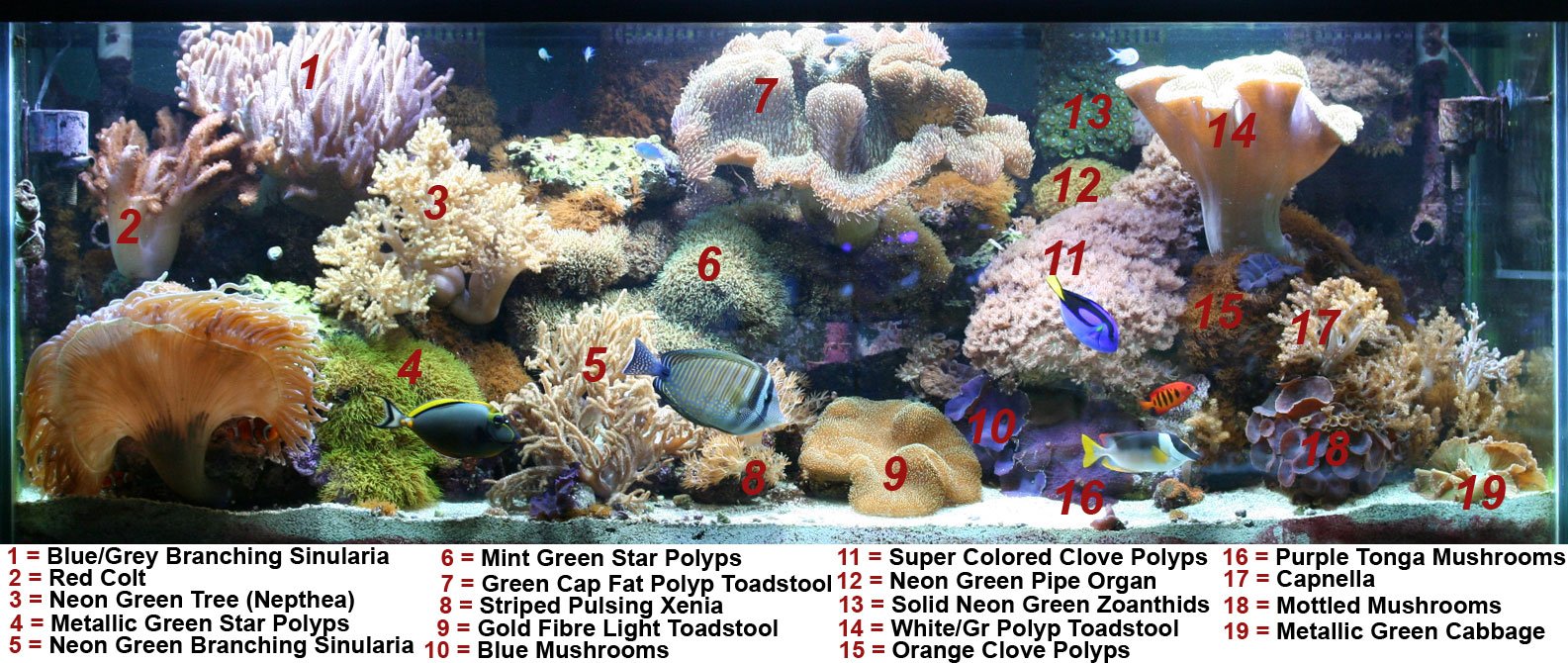 Coral Care Chart