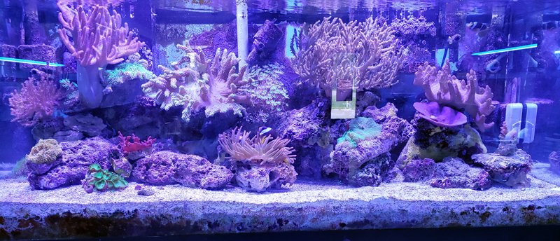75g 7 11 2019