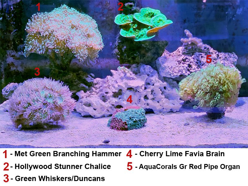 Parent 65g Hard Coral Tank