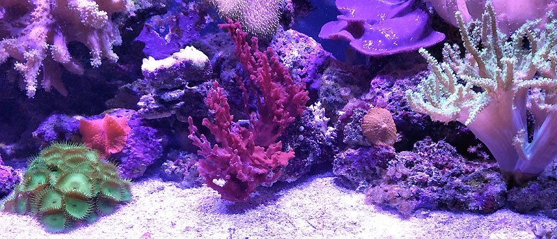 75 2 spongeredtank