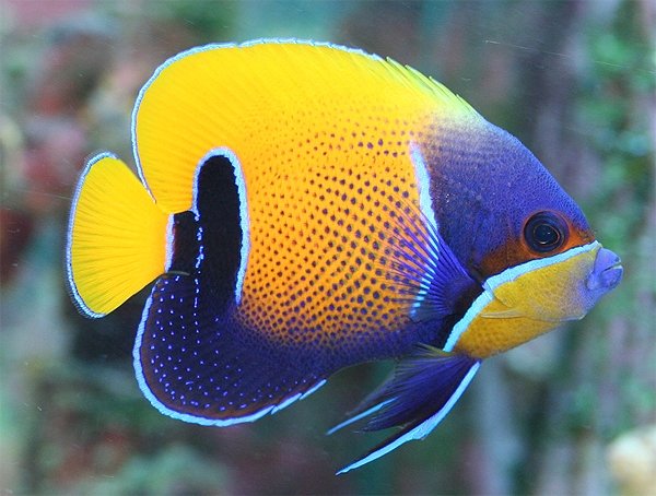 majestic angel reef safe