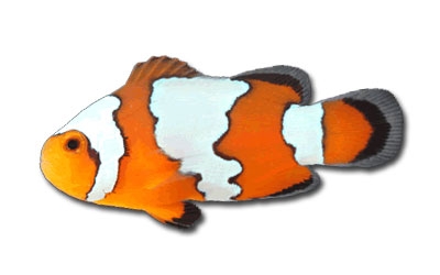 Tr Snowflake Ocellaris Clownfish For Sale At Aquacorals