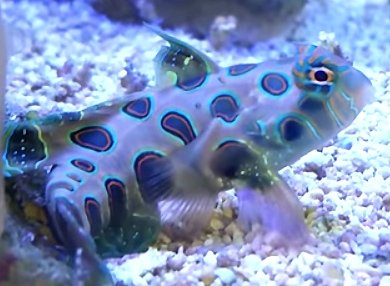 green spotted mandarin dragonet