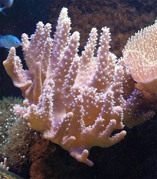 gold finger sinularia soft