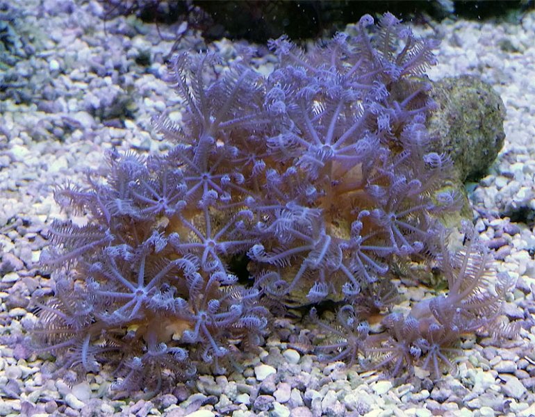 Blue Anthelia Soft Coral Tank Raised Soft Coral - AquaCorals