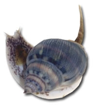 snail tonganassariusmd