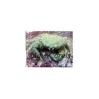 emeraldcrab