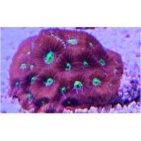 lps-favia-red_636182129