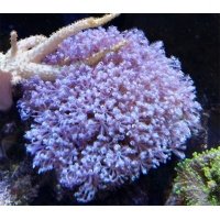 parent-polyps-anthelia-blue