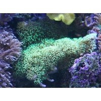 parent-starpolyps-neongreen