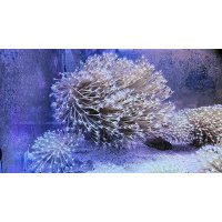 show-snowball-toadstool