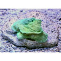 sps-monticap-green_830518884