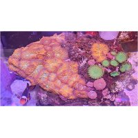 wysiwyg-mush-palycombo5x7