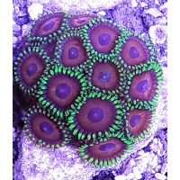 Zoanthids - AquaCorals Saltwater Reef Aquariums
