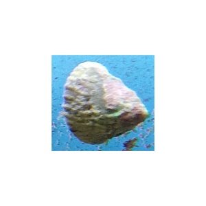 astrea-top