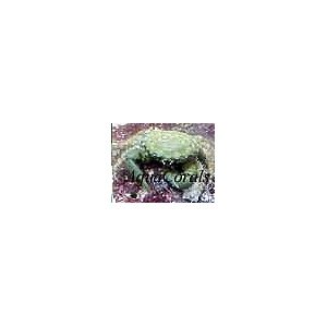 emeraldcrab
