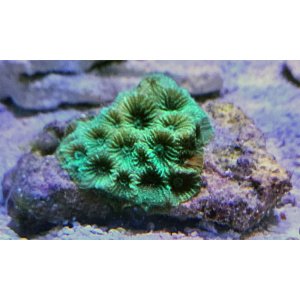 lps-brain-favia-gr-baby