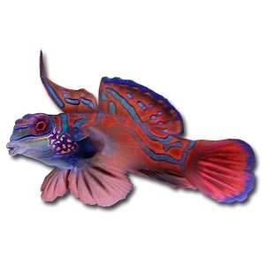 dragon et fish dragonets