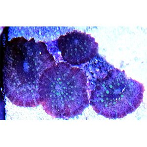 mush-redwinegrbump-4p