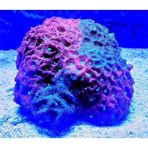 NEW! TR Cherry Red Neon Green Eye Favia Brain LPS Coral