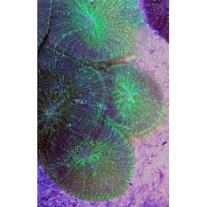 parent-mush-ugrfuzzy_1156664744