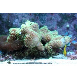 SHOW Ultra Green Hairy Mushrooms soft coral: Up to 10 polyps