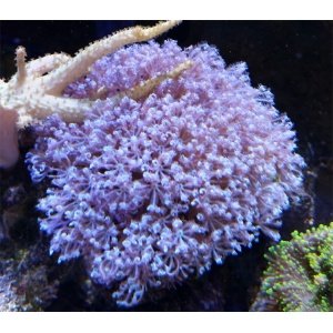 parent-polyps-anthelia-blue