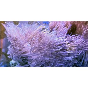 parent-polyps-pinkanthelia_317122842