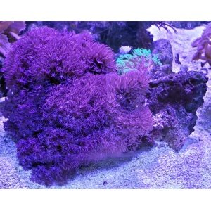 parent-polyps-star-purp-bl