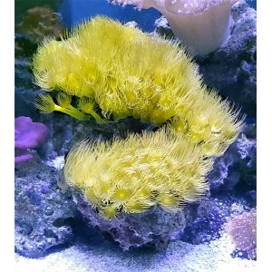 parent-polyps-yellow_687156848