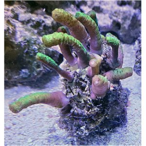 parent-snakepolyps