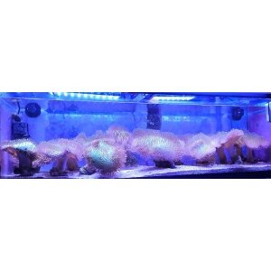 parent-toad-grcapfatpolypta