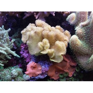 parent-toad-yelelegans180g