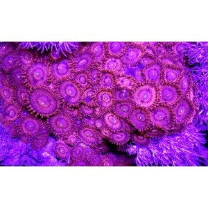 parent-zoaultorgcateye