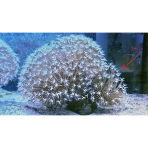 show-toad-snowflake2h