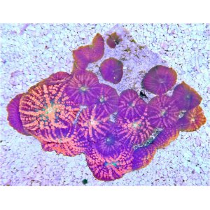 wysiwyg-mush-urainbowrhodie_1752910464