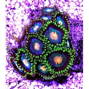 zoa-gr-purp-orgyel